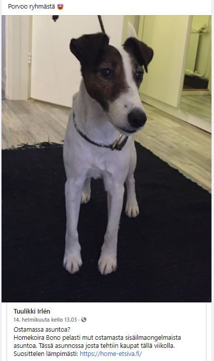 Homekoira - tehokkain tapa löytää home